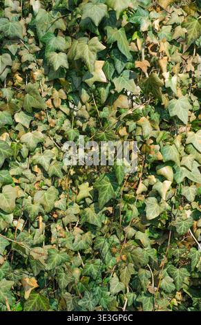 Les feuilles de lierre forment un feuillage vert dense sur un mur créant un fond texturé naturel Banque D'Images