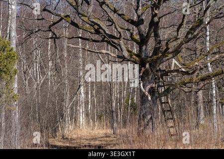 Stand de chasse en bois avec échelle sur un vieux chêne dans la forêt de début de printemps, spot d'observation de la faune dans l'habitat naturel. Support d'arbre rustique. Banque D'Images