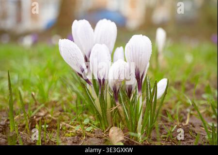 Fleurs de crocus fleurissant en hiver et au printemps, lumière du soleil brillant à travers les fleurs et les feuilles, première fleur sauvage au printemps Banque D'Images