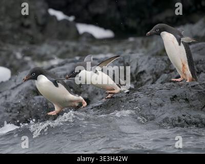 Groupe sautant dans la mer. Manchot Adelie (Pygoscelis adeliae), Antarctique, Péninsule Antarctique, Terre Graham, Île Detaille Banque D'Images
