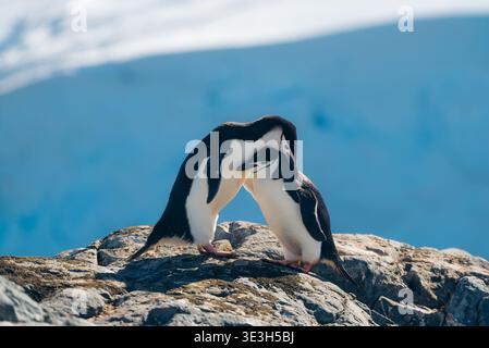 Vue de deux manchots jugulaire se tenant étroitement ensemble sur un éperon rocheux, avec des montagnes enneigées en arrière-plan, deux Hummock Island, Antarctique. Banque D'Images