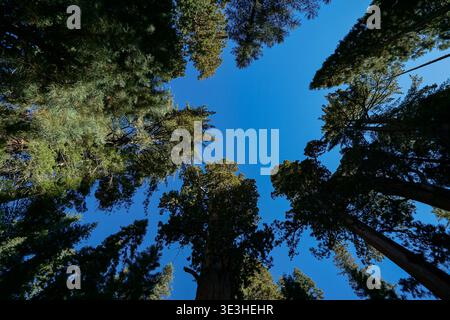 De grands arbres s'élèvent vers le haut formant un couvert forestier comme vu du niveau du sol regardant vers le ciel bleu clair Banque D'Images