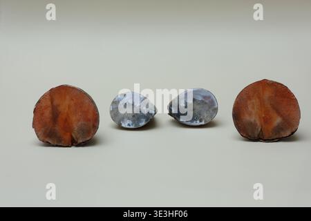 Nature morte avec deux morceaux d'agate coupée et polie et deux moitiés de fosse à avocat coupée. Photo avec une grande profondeur de champ sur fond clair. Banque D'Images