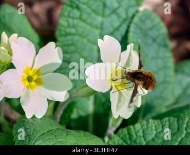 Encolure de mouche d'abeille à bords foncés sur fleur d'primevère. Forêt de Harewood, Andover, Hampshire, Angleterre. Banque D'Images
