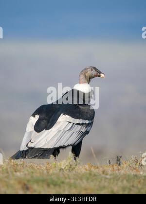 Femelle andine Condor (Vultur gryphus) en Patagonie. Amérique du Sud, Chili, Magellanes, octobre Banque D'Images