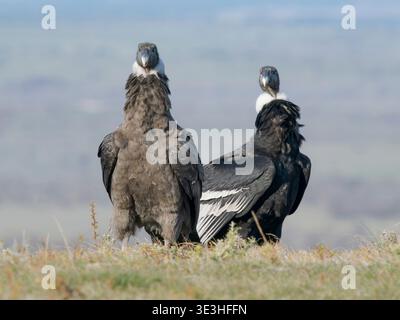 Condor andin, adulte et immature, femelle (Vultur gryphus) en Patagonie. Amérique du Sud, Chili, Magellanes, octobre Banque D'Images
