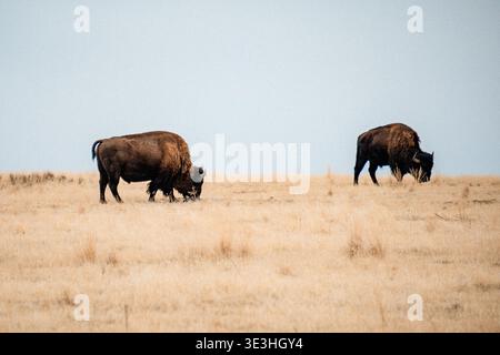 Bison sauvage dans la vaste Prairie. Le bison gracieux pèle sous le ciel bleu et l'herbe dorée Banque D'Images