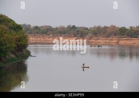 Canot de dugout sur la rivière Luangwa avec des éléphants, South Luangwa National Park, Zambie Banque D'Images