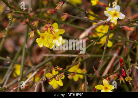 Jasmin nudiflorum, jasmin d'hiver aux fleurs jaune vif et aux délicats accents blancs poussant parmi les tiges vertes dans un cadre naturel en extérieur Banque D'Images