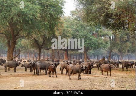 Troupeau de buffles du Cap dans la forêt d'épines hivernales, Syncerus caffer, parc national du Bas-Zambèze, Zambie Banque D'Images