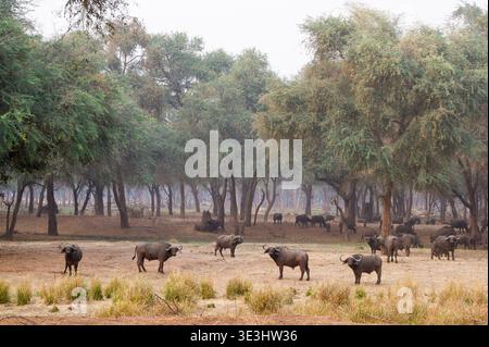 Troupeau de buffles du Cap dans la forêt d'épines hivernales, Syncerus caffer, parc national du Bas-Zambèze, Zambie Banque D'Images