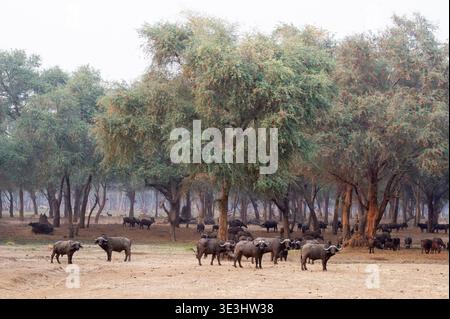 Troupeau de buffles du Cap dans la forêt d'épines hivernales, Syncerus caffer, parc national du Bas-Zambèze, Zambie Banque D'Images