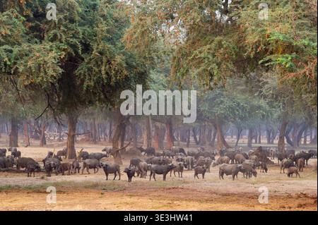 Troupeau de buffles du Cap dans la forêt d'épines hivernales, Syncerus caffer, parc national du Bas-Zambèze, Zambie Banque D'Images