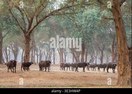 Troupeau de buffles du Cap dans la forêt d'épines hivernales, Syncerus caffer, parc national du Bas-Zambèze, Zambie Banque D'Images