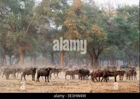 Troupeau de buffles du Cap dans la forêt d'épines hivernales, Syncerus caffer, parc national du Bas-Zambèze, Zambie Banque D'Images