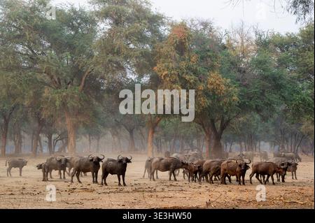 Troupeau de buffles du Cap dans la forêt d'épines hivernales, Syncerus caffer, parc national du Bas-Zambèze, Zambie Banque D'Images