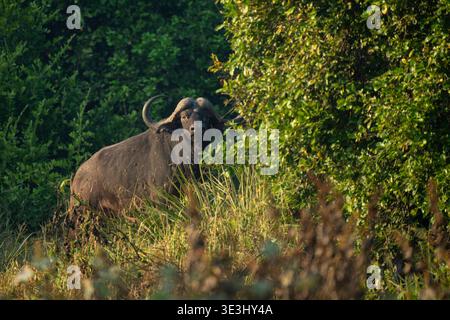 Buffle africain, Syncerus caffer, Parc national de Gonarezhou, Zimbabwe Banque D'Images