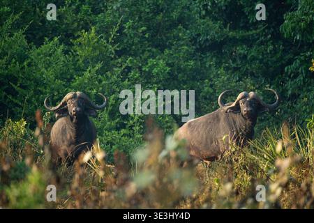 Buffle africain, Syncerus caffer, Parc national de Gonarezhou, Zimbabwe Banque D'Images