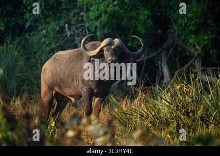 Buffle africain, Syncerus caffer, Parc national de Gonarezhou, Zimbabwe Banque D'Images