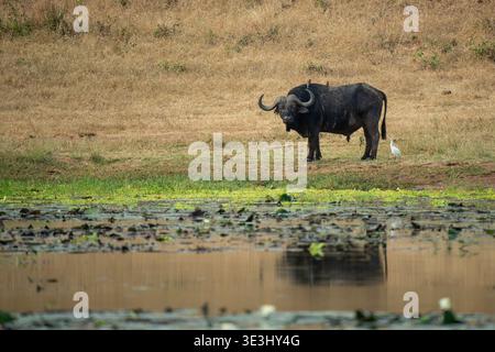 Buffle africain, Syncerus caffer, Parc national de Gonarezhou, Zimbabwe Banque D'Images