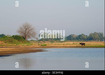 Buffle africain, Syncerus caffer, Parc national de Gonarezhou, Zimbabwe Banque D'Images
