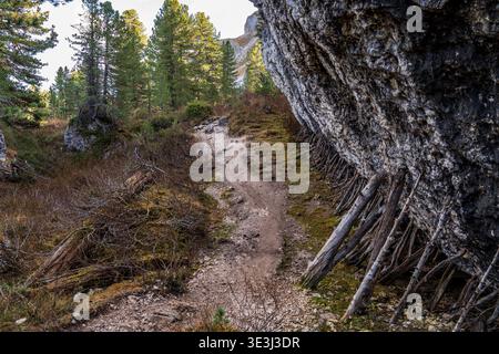 Sentier de randonnée suggestif à travers les pins Dolomites. Une paroi rocheuse présente des centaines de branches en bois soutenues par des randonneurs, créant un contraste unique entre eux Banque D'Images