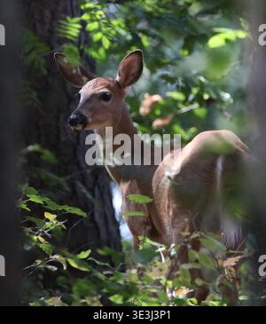 Cerf de queue blanche debout dans la forêt et regardant le spectateur Banque D'Images