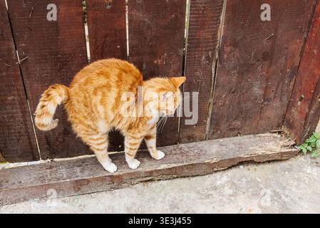 Chat égaré mignon rouge pelucheux s'étirant sur le chemin pavé en arrière-plan d'une vieille clôture en bois dans le village Banque D'Images