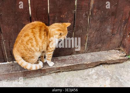 Chat égaré mignon rouge pelucheux s'étirant sur le chemin pavé en arrière-plan d'une vieille clôture en bois dans le village Banque D'Images