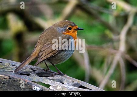 Robin redbreast. Banque D'Images