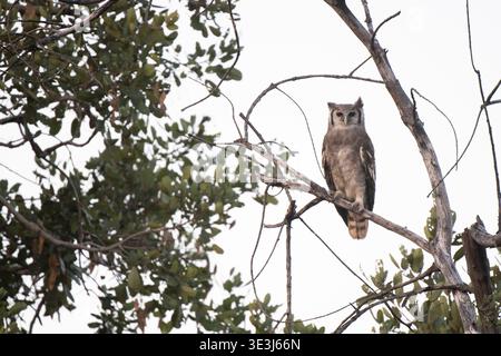 Aigle-hibou de Verreaux, Ketupa lactea, Save Valley Conservancy, Zimbabwe Banque D'Images