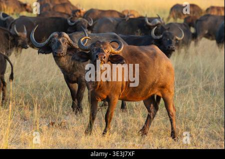 Troupeau de buffles africains, Syncerus caffer caffer, parc national de Hwange, Zimbabwe Banque D'Images