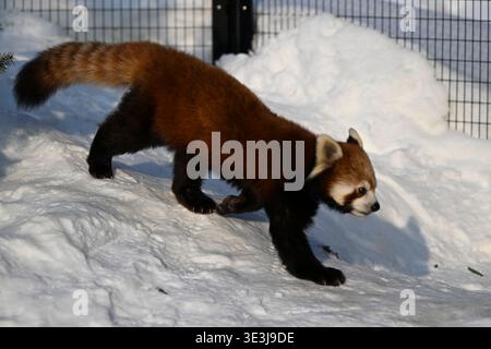 Panda roux (Ailurus fulgens) dans la neige, zoo Asahikawa, Hokkaido, Japon. Banque D'Images
