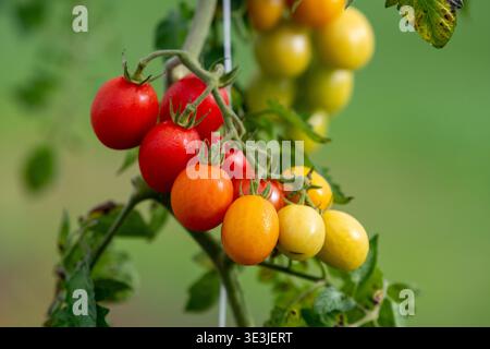 Un groupe vibrant de tomates cerises mûres sur la vigne montrant des fruits rouges, orange et jaunes au milieu de feuilles vertes dans un cadre de jardin, suggérant la fraîcheur Banque D'Images