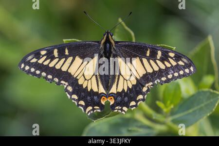 Élégant papillon Anise Swallowtail noir et jaune sur feuille verte. Palo Alto Baylands, comté de Santa Clara, Californie. Banque D'Images