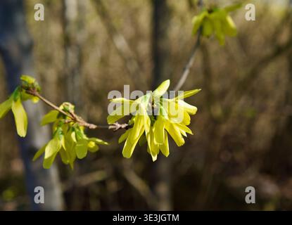 Un cliché macro professionnel de fleurs de Forsythia jaune vif sur une branche mince. Les fleurs sont capturées dans une lumière naturelle douce sur un fond boisé flou. Fleurs jaunes de Forsythia fleurissant sur une branche au début du printemps. Photo de haute qualité Banque D'Images
