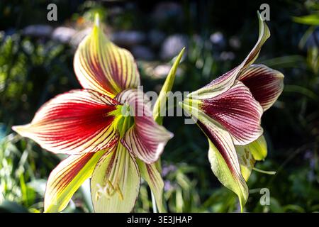 Fleurs d'amaryllis papillon, Hippeastrum papilio Banque D'Images