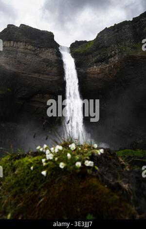 Vue sur la cascade de Háifoss descendant les falaises accidentées, encadrée par la mousse verte vibrante et les fleurs blanches délicates, Skeiða- og Gnúpverjahreppur, Islande Banque D'Images