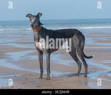 chien lévrier debout sur une plage Banque D'Images