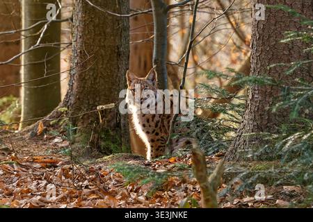 Un lynx est capturé dans un cadre forestier naturel, entouré de feuilles d'automne tombées et de grands arbres, son regard fixé vers l'avant tandis que la lumière du soleil filtre à travers Banque D'Images