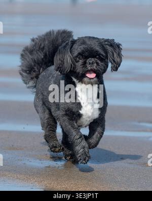 Chien Shih tzu à la plage Banque D'Images