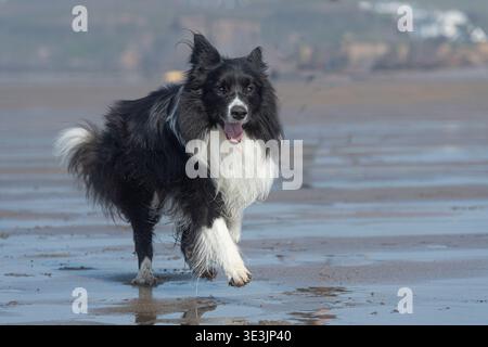 Border Collie en cours d'exécution sur la plage Banque D'Images