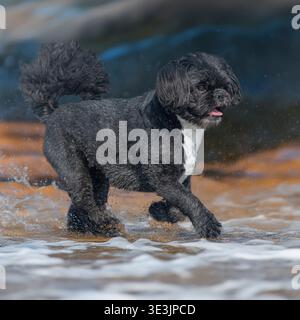 Chien Shih Tzu courant dans l'eau et avec le ciel dramatique Banque D'Images