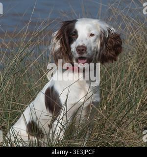 spaniel à barbotin assis dans l'herbe longue Banque D'Images