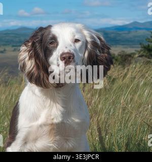 spaniel sprocker dans la campagne Banque D'Images