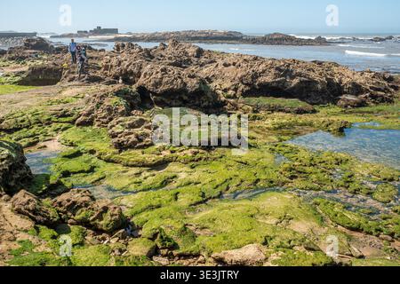 Essaouira, Maroc - famille et enfants explorent les marées rocheuses couvertes d'algues vert vif le long d'une côte atlantique ensoleillée, avec une côte lointaine Banque D'Images