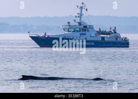 Timmendorfer Strand, Allemagne. 23 mars 2026. Un navire de la garde côtière se trouve derrière la baleine échouée sur la côte Baltique. La police a bouclé la zone pour ne pas alarmer l'animal. Le sauvetage est en cours depuis les premières heures de la matinée. Crédit : Jens Büttner/dpa/Alamy Live News Banque D'Images