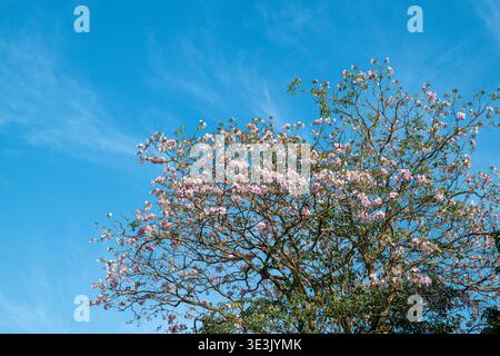Arbre de trompette rose fleuri Banque D'Images