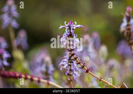 Plectranthus ornatus fleurit sur un fond naturel Banque D'Images