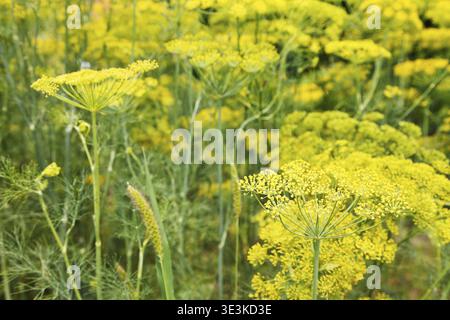 Herbes d'aneth à floraison jaune dans le jardin les jours d'été Banque D'Images